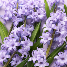 Hyacinthus Orientalis Extract