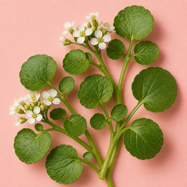Nasturtium Officinale Extract
